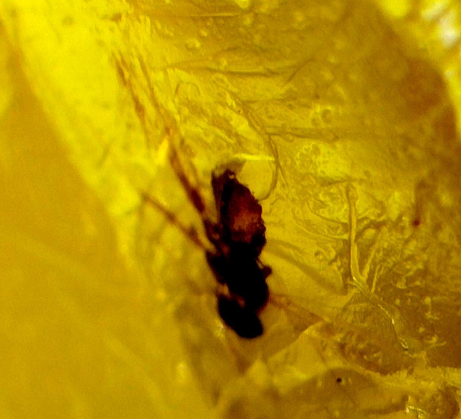 Artisan Polished Mosquito Inclusion In Amber Fossils/Insects 16mm