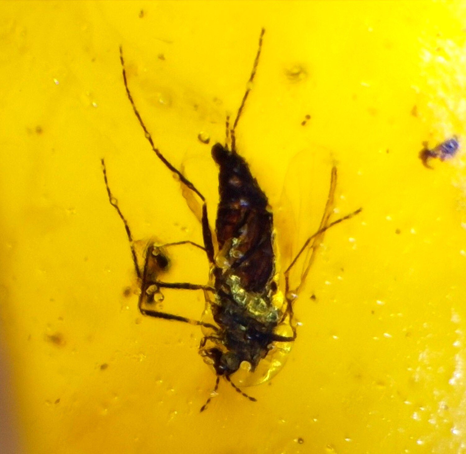 Natural Dominican Amber with Rare Insect Inclusion – 15mm