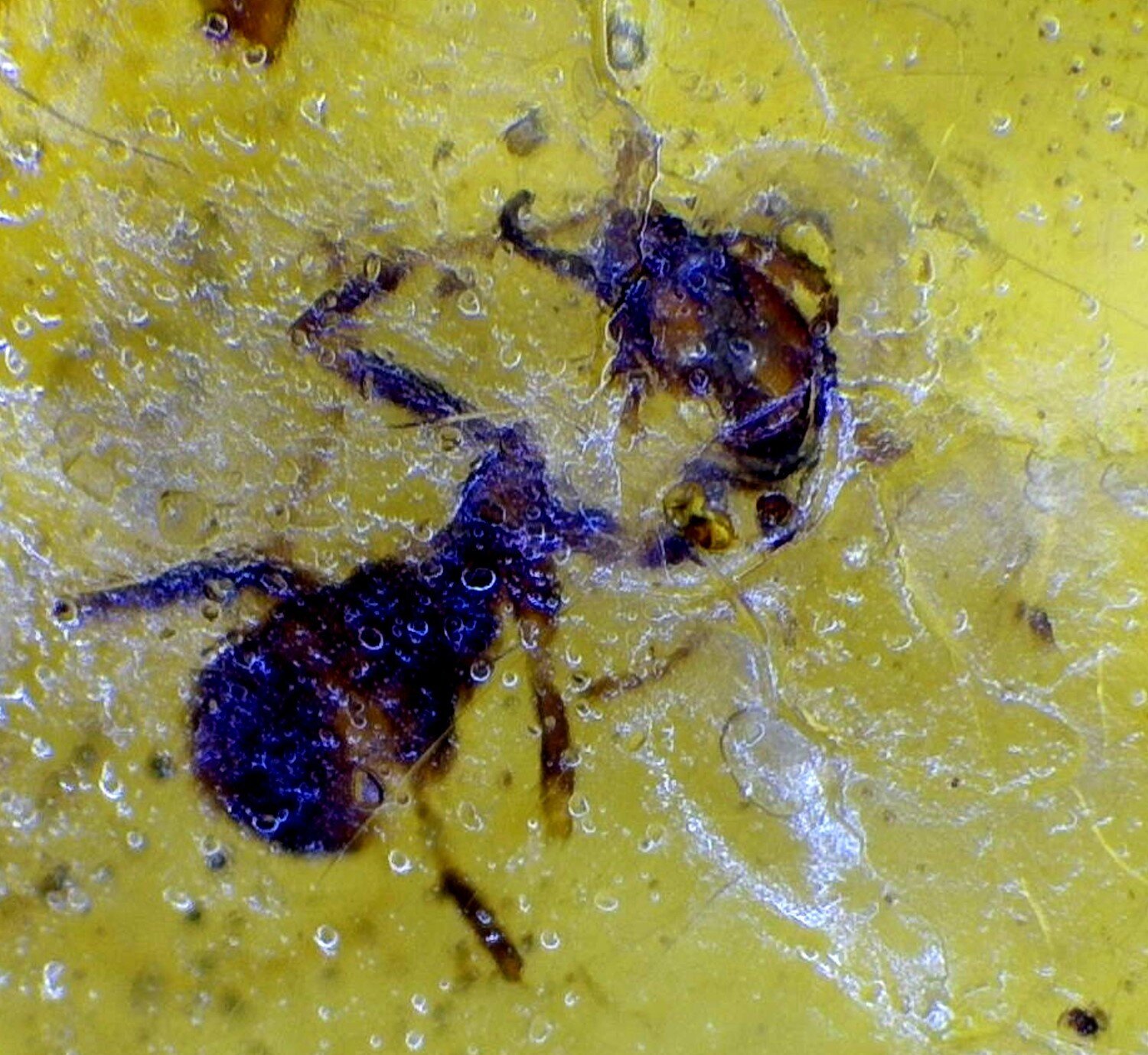 Rare Quality Ant Inclusion Amber Fossils/Insects 22mm