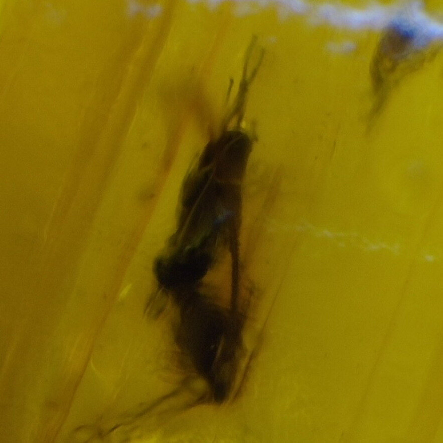 Handmade Clear Fly Dominican Amber 925 Sterling Silver Fossils 35mm 3.9g – photo 3