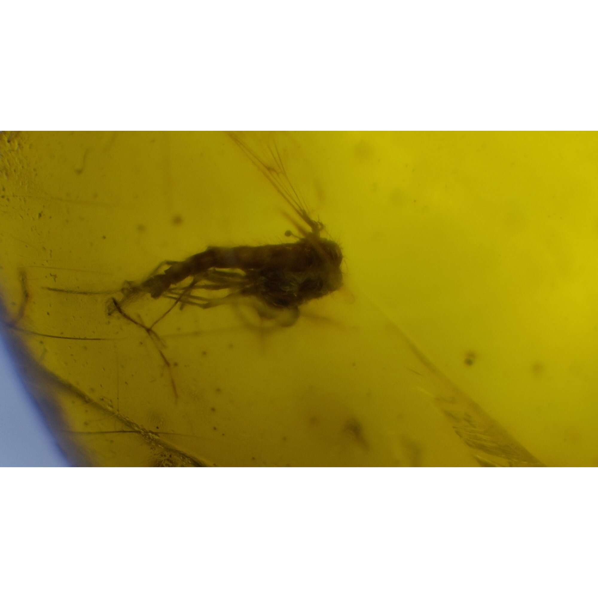 Clear yellow Natural Dominican Amber oval 925 Sterling Inclusion Specimen 16 mm – photo 9