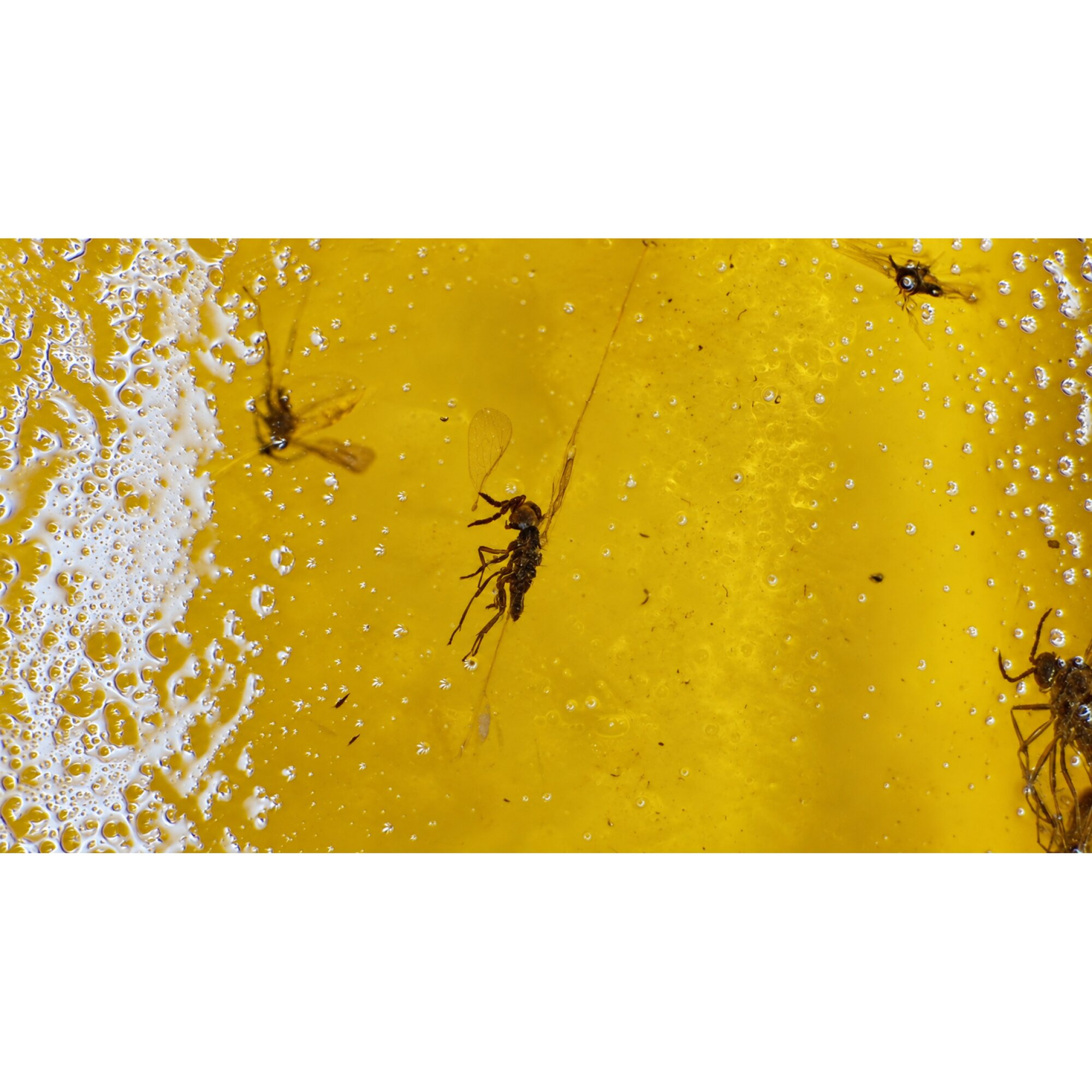 Real yellow orange Dominican amber spider and wasps stone 28mm – photo 9