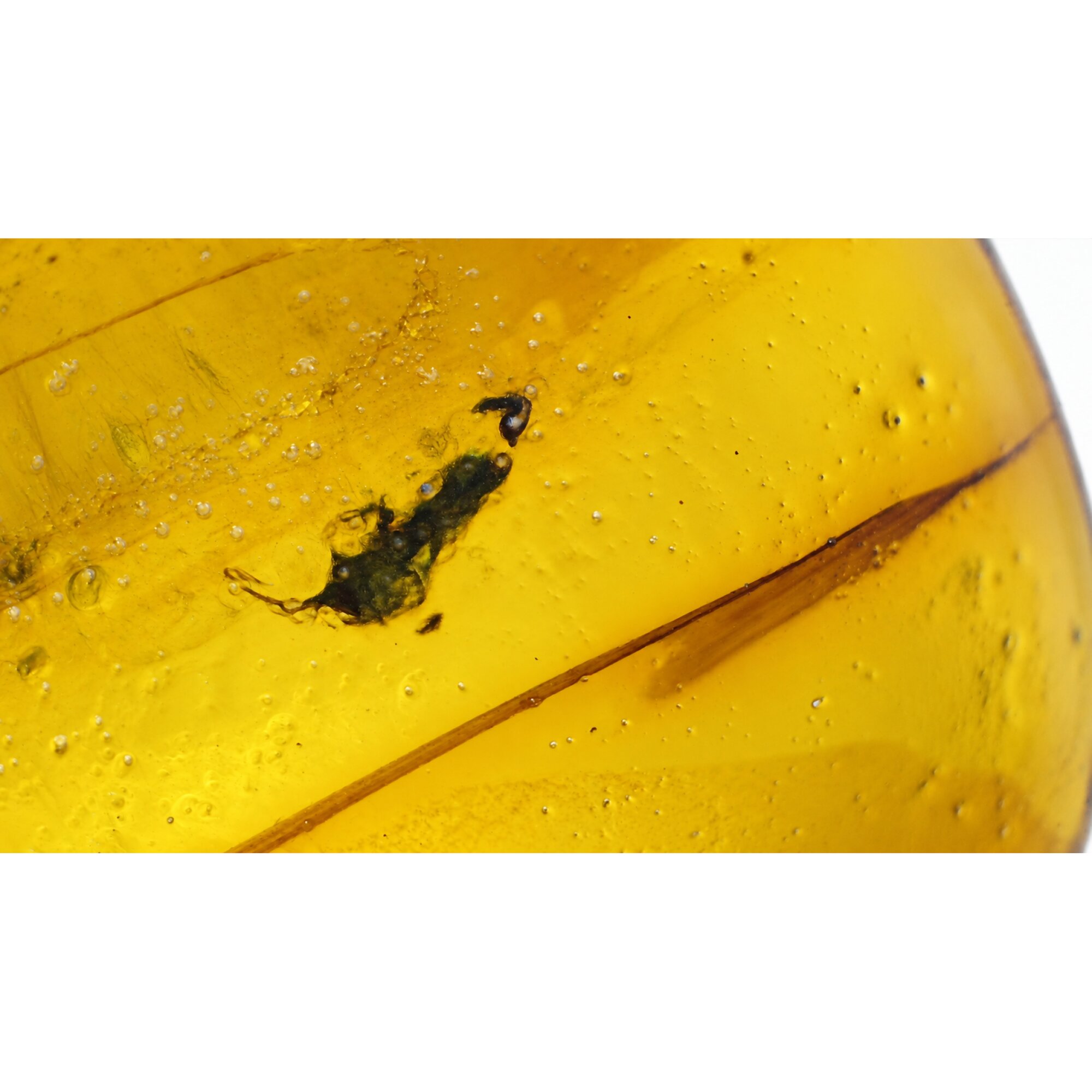 Genuine yellow Dominican amber small rove beetle insect stone 20mm – photo 5