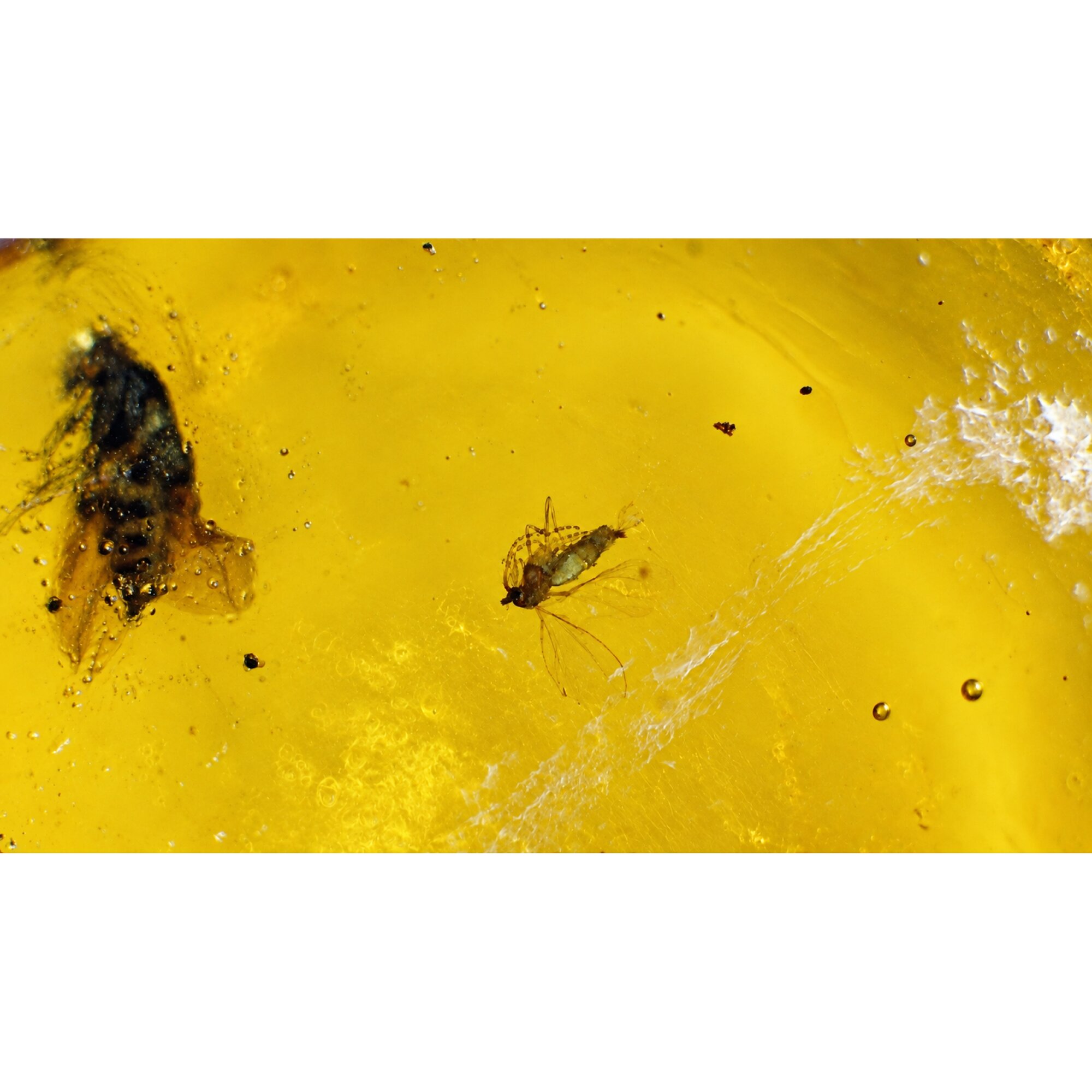 Genuine yellow Dominican amber small wasp and fly insect stone 16mm – photo 9