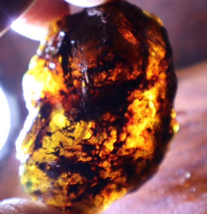 Natural Dominican Clear with inclusions Deep Blue Green Amber Rough Specimen – photo 10
