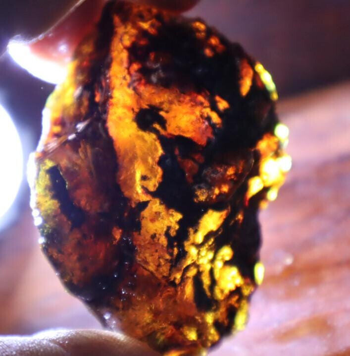 Natural Dominican Clear with inclusions Deep Blue Green Amber Rough Specimen – photo 11