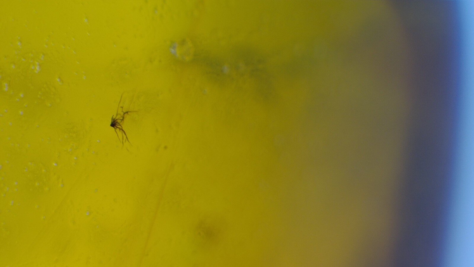 Dominican Amber with Natural Botanical Inclusion – photo 5