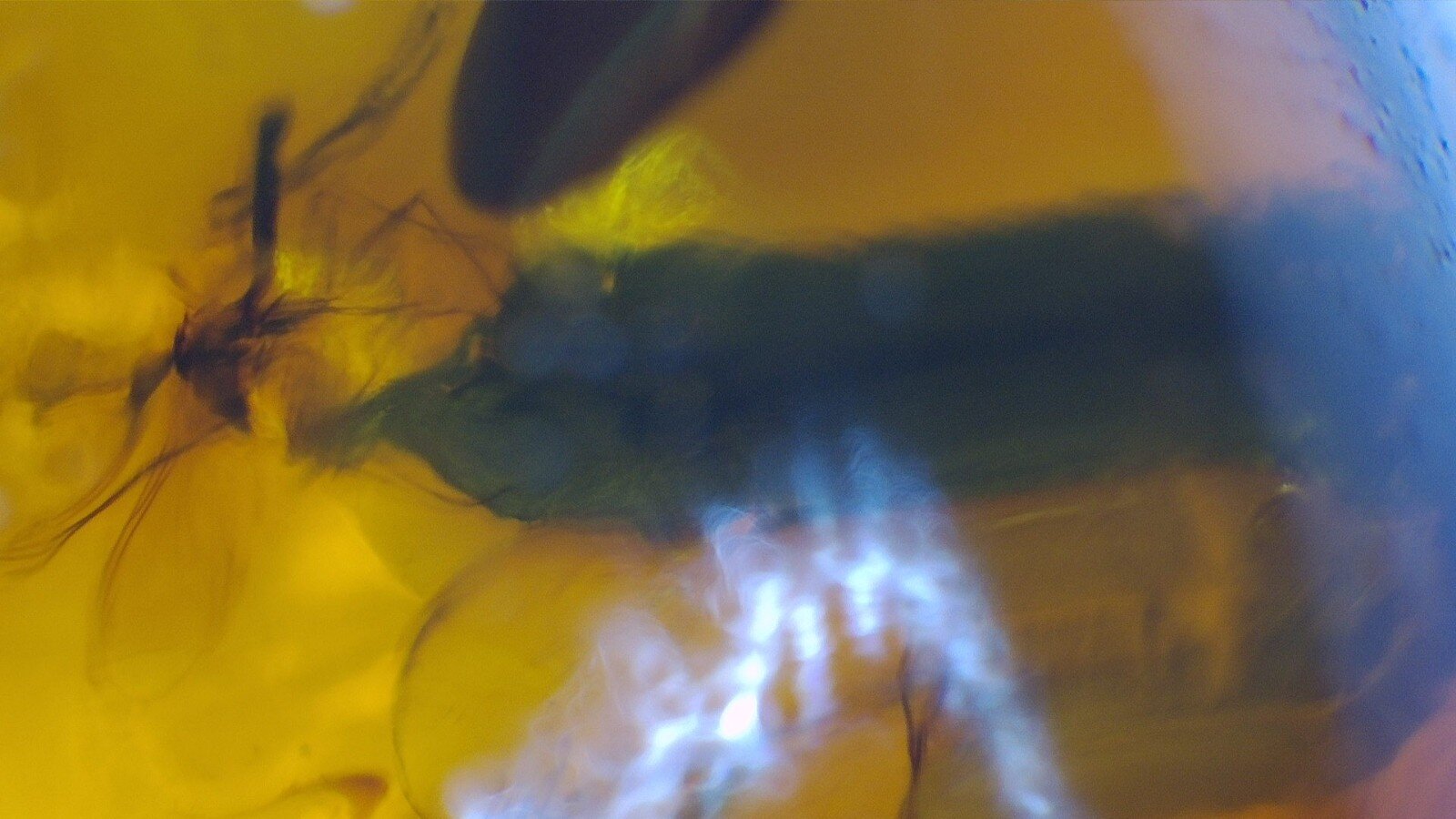 Premium Dominican Amber Multiple Fossil with Insect Inclusions – photo 4